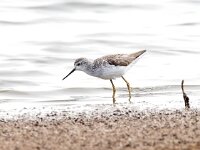 Tringa stagnatilis 10, Poelruiter, Saxifraga-Bart Vastenhouw