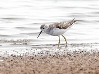 Tringa stagnatilis 11, Poelruiter, Saxifraga-Bart Vastenhouw