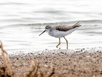 Tringa stagnatilis 13, Poelruiter, Saxifraga-Bart Vastenhouw