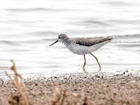Tringa stagnatilis 14, Poelruiter, Saxifraga-Bart Vastenhouw