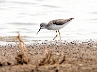 Tringa stagnatilis 17, Poelruiter, Saxifraga-Bart Vastenhouw
