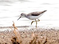 Tringa stagnatilis 18, Poelruiter, Saxifraga-Bart Vastenhouw