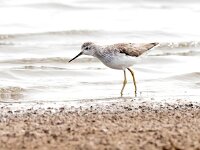 Tringa stagnatilis 19, Poelruiter, Saxifraga-Bart Vastenhouw