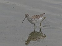 Tringa stagnatilis 2, Poelruiter, Saxifraga-Luc Hoogenstein