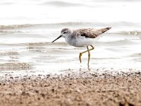 Tringa stagnatilis 20, Poelruiter, Saxifraga-Bart Vastenhouw