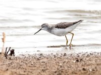Tringa stagnatilis 21, Poelruiter, Saxifraga-Bart Vastenhouw