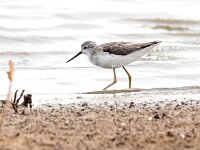 Tringa stagnatilis 22, Poelruiter, Saxifraga-Bart Vastenhouw