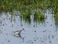 Tringa stagnatilis 25, Poelruiter, adult, Saxifraga-Theo Verstrael