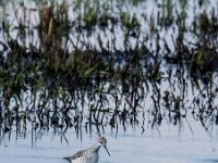 Tringa stagnatilis 26, Poelruiter, adult, Saxifraga-Theo Verstrael