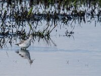 Tringa stagnatilis 27, Poelruiter, adult, Saxifraga-Theo Verstrael