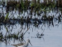 Tringa stagnatilis 28, Poelruiter, adult, Saxifraga-Theo Verstrael