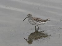 Tringa stagnatilis 3, Poelruiter, Saxifraga-Luc Hoogenstein