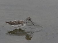 Tringa stagnatilis 4, Poelruiter, Saxifraga-Luc Hoogenstein