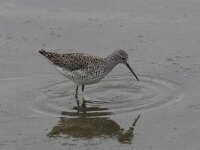 Tringa stagnatilis 6, Poelruiter, Saxifraga-Luc Hoogenstein