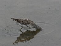 Tringa stagnatilis 7, Poelruiter, Saxifraga-Luc Hoogenstein