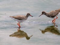 Tringa totanus 10, Tureluur, Saxifraga-Piet Munsterman