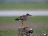 Tringa totanus 103, Tureluur, Saxifraga-Peter Meininger