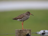 Tringa totanus 105, Tureluur, Saxifraga-Peter Meininger