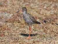 Tringa totanus 108, Tureluur, Saxifraga-Henk Baptist
