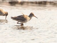 Tringa totanus 110, Tureluur, Saxifraga-Bart Vastenhouw