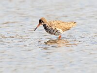 Tringa totanus 112, Tureluur, Saxifraga-Bart Vastenhouw