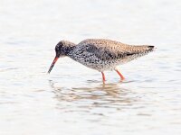 Tringa totanus 115, Tureluur, Saxifraga-Bart Vastenhouw