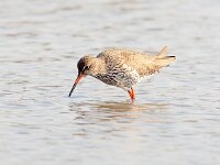 Tringa totanus 116, Tureluur, Saxifraga-Bart Vastenhouw