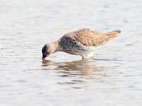 Tringa totanus 118, Tureluur, Saxifraga-Bart Vastenhouw