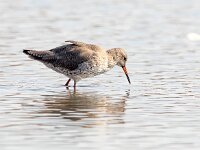 Tringa totanus 120 Tureluur, Saxifraga-Bart Vastenhouw