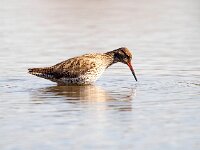 Tringa totanus 121, Tureluur, Saxifraga-Bart Vastenhouw