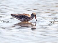 Tringa totanus 122, Tureluur, Saxifraga-Bart Vastenhouw
