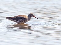 Tringa totanus 123, Tureluur, Saxifraga-Bart Vastenhouw