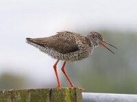 Tringa totanus 133, Tureluur, Saxifraga-Jan Nijendijk