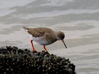 Tringa totanus 14, Tureluur, Saxifraga-Piet Munsterman