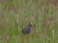Tureluur  tureluur : Tringa totanus
