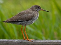 Tureluur  tureluur : Tringa totanus