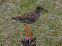 Tureluur  Tureluur in de Arkemheen : Tringa totanus