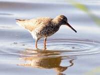 Tringa totanus 19, Tureluur, Saxifraga-Bart Vastenhouw