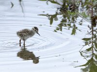 Tringa totanus 251, Tureluur, chicken, Saxifraga-Theo Verstrael