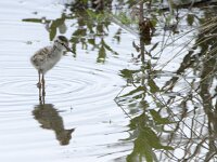 Tringa totanus 252, Tureluur, chicken, Saxifraga-Theo Verstrael