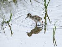 Tringa totanus 253 Tureluur, chicken, Saxifraga-Theo Verstrael
