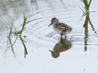 Tringa totanus 254, Tureluur, chicken, Saxifraga-Theo Verstrael