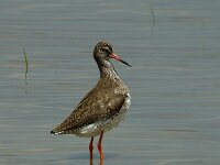 Tringa totanus 28, Tureluur, Saxifraga-Marijke Verhagen
