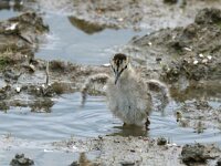 Tringa totanus 3, Tureluur, juvenile, Saxifraga-Piet Munsterman
