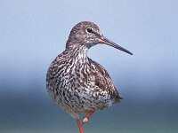 Tringa totanus 30, Tureluur, Saxifraga-Janus Verkerk