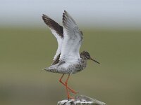 Tringa totanus 33, Tureluur, Saxifraga-Piet Munsterman