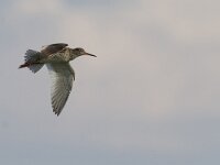 Tringa totanus 35, Tureluur, Saxifraga-Mark Zekhuis