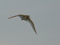 Tringa totanus 38, Tureluur, Saxifraga-Luc Hoogenstein