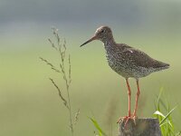 Tringa totanus 45, Tureluur, Saxifraga-Mark Zekhuis