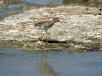 Tringa totanus 53, Tureluur, 1st year, Saxifraga-Jan van der Straaten